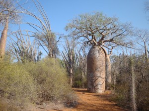 A. rubrostipa in spiny forest